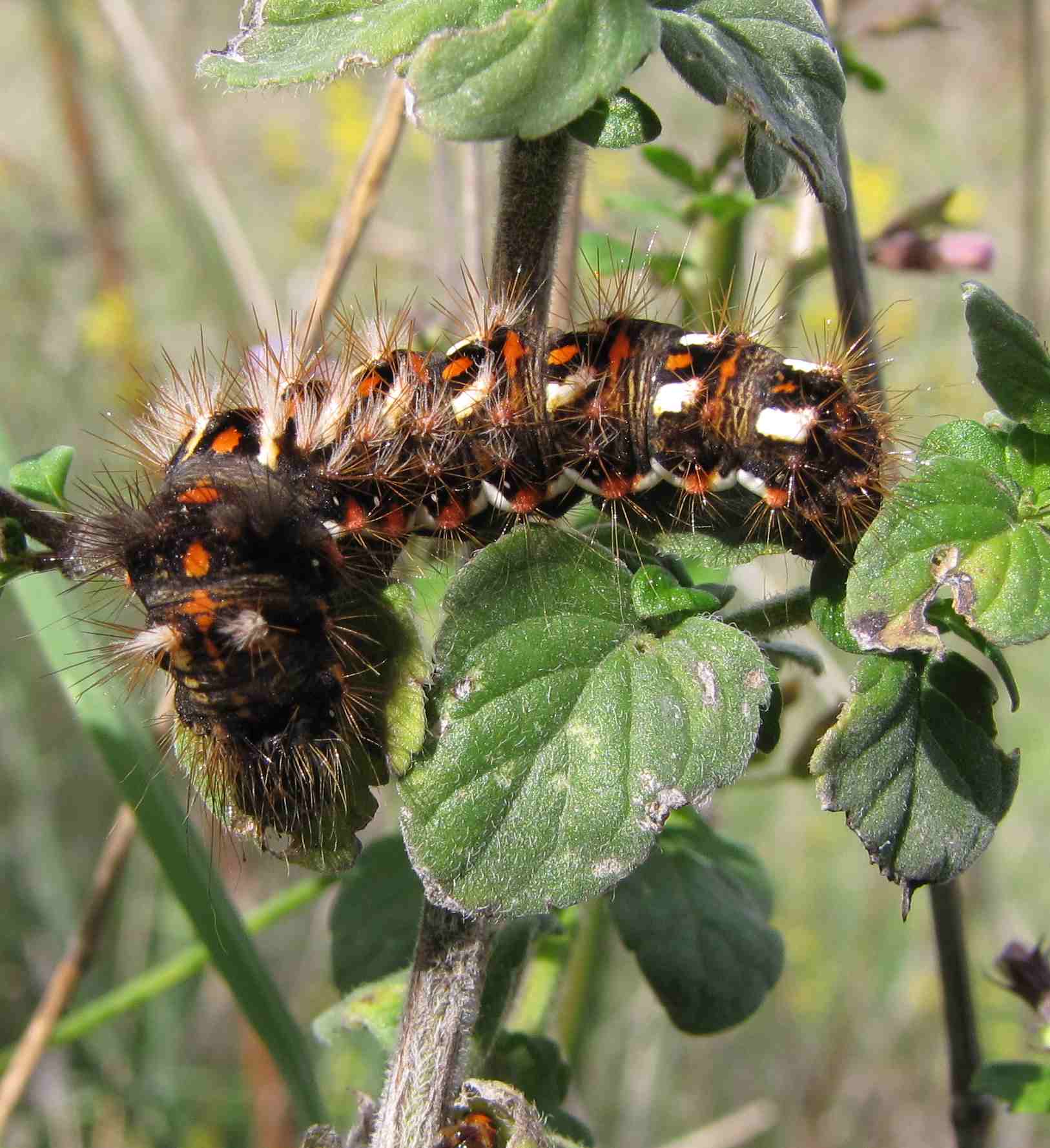 bruco di vanessa? - Acronicta rumicis